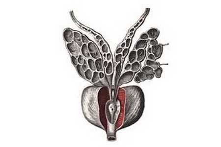 Семенные пузырьки Семенные пузырьки