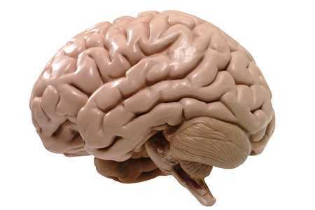 Головной мозг Головной мозг