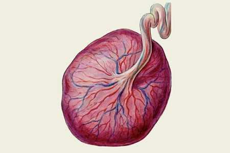 Плацента Плацента