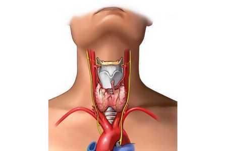 Щитовидная железа Щитовидная железа