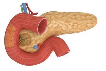 Поджелудочная железа