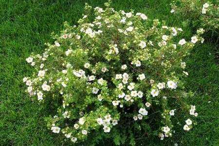 Лапчатка белая