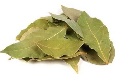 Лавровый лист Лавровый лист
