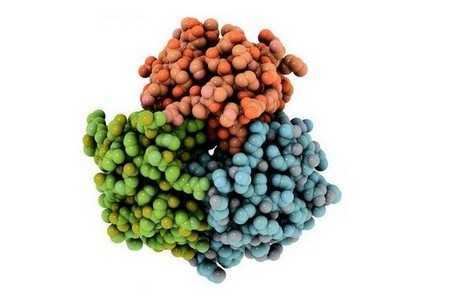 Белковый гормон