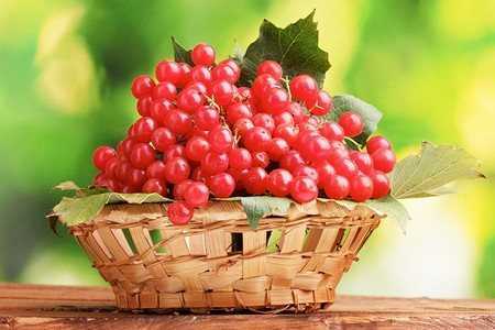 Калина в корзине Калина в корзине