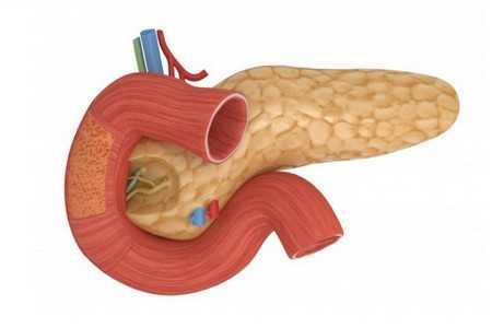Поджелудочная железа Поджелудочная железа