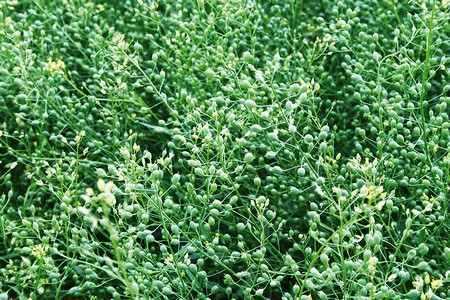 Рыжей Рыжей