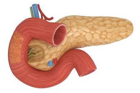 Поджелудочная железа Поджелудочная железа
