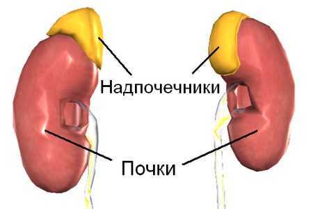 Почки и надпочечники Почки и надпочечники