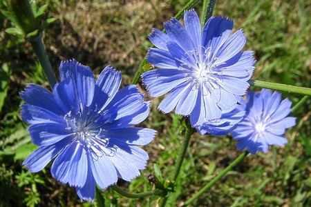 Цикорий Цикорий