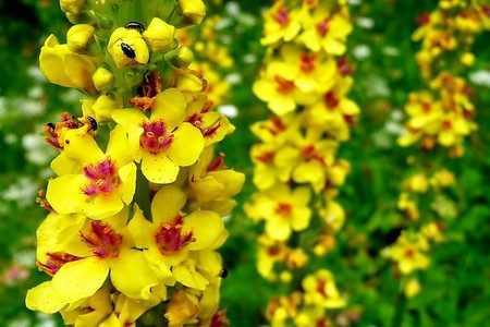 Коровяк Коровяк