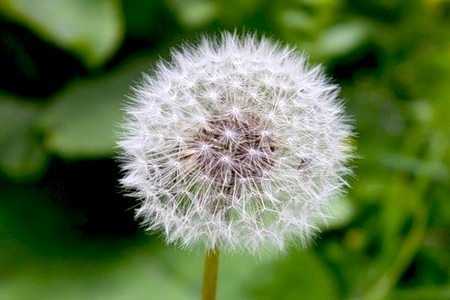 Одуванчик Одуванчик