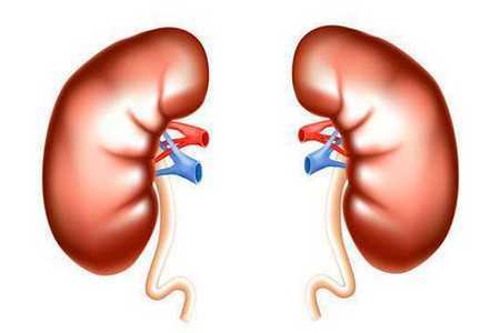 Почки Почки