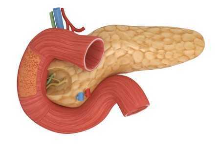 Поджелудочная железа Поджелудочная железа