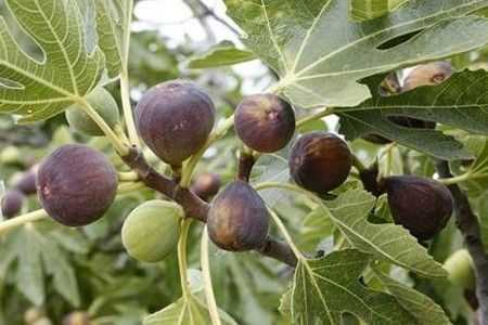 Инжир на дереве