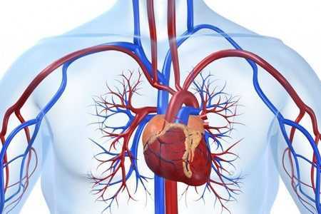 Сердечно-сосудистая система Сердечно-сосудистая система