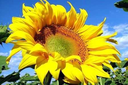 Подсолнух Подсолнух