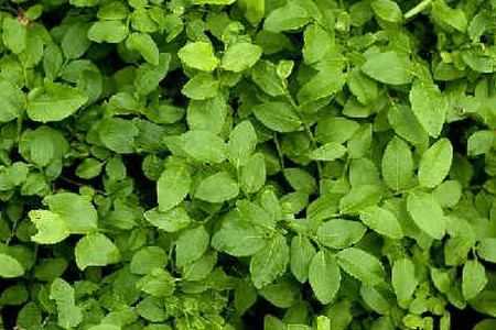 Листья черники