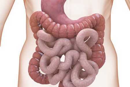 Желудочно кишечный тракт Желудочно кишечный тракт