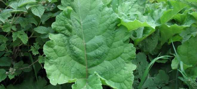 Лечение панкреатита лопухом