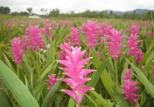 цветы полезной пряности