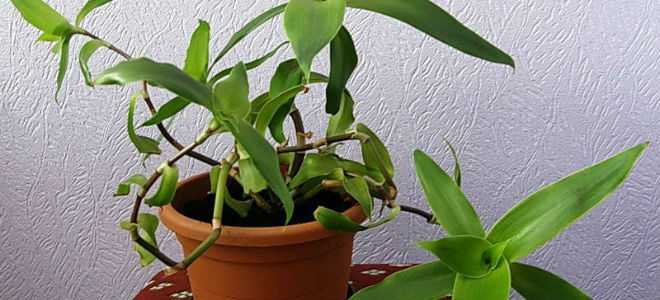 Золотой ус против панкреатита