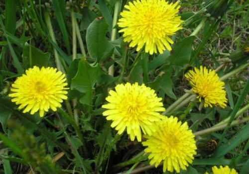 цветы одуванчика
