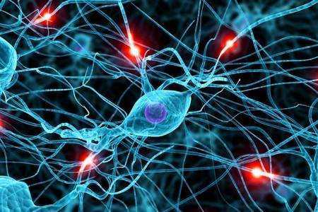Нервные клетки