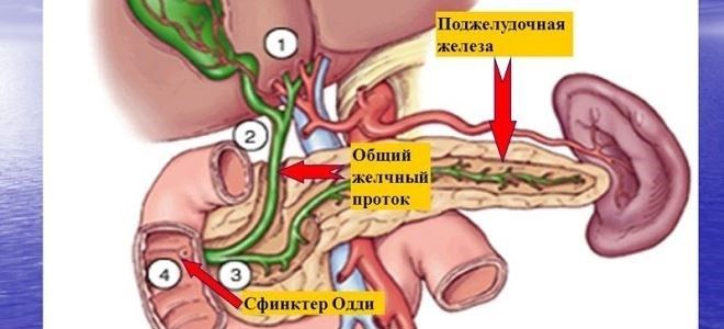 Строение протоков поджелудочной железы и их патологии