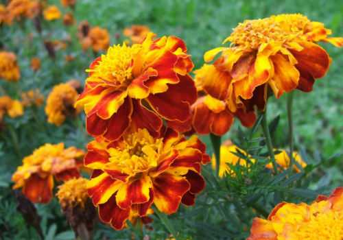 цветки чернобривцев