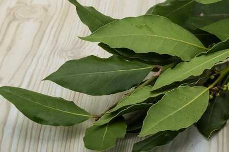 Лавровый лист Лавровый лист
