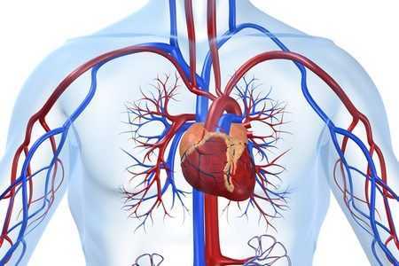 Сердечно-сосудистая система Сердечно-сосудистая система
