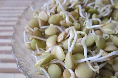 Чечевица с ростками Чечевица с ростками