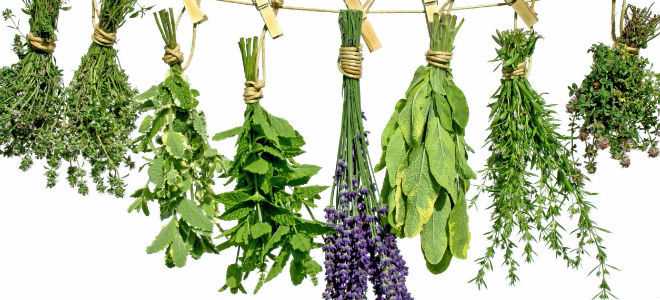 Особенности и правила приема трав для поджелудочной железы при лечении панкреатита