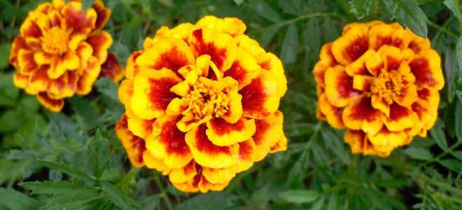 Значение бархатцев для поджелудочной железы и других систем в организме