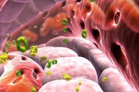 высвобождение инсулина в организме высвобождение инсулина в организме