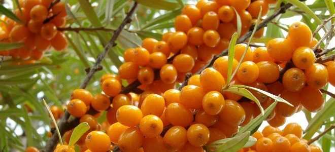 Польза облепихи и масла из нее при панкреатите