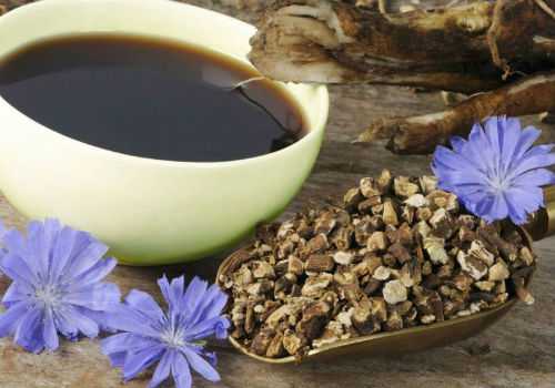 корень цикория