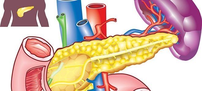 Как работает поджелудочная железа у человека?