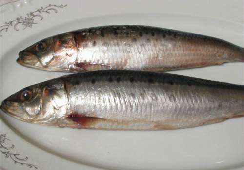 сельдь-иваси