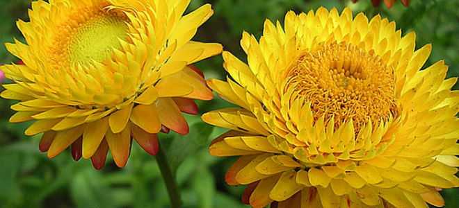 Бессмертник при лечении панкреатита: эффективные рецепты народной медицины для поджелудочной железы