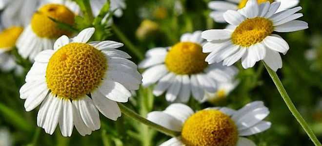 Применение ромашки при развитии панкреатита