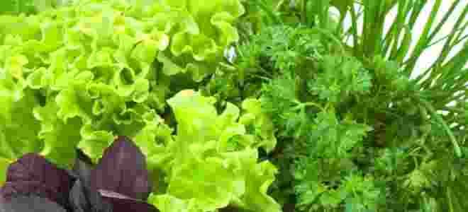 Какую зелень можно употреблять при панкреатите