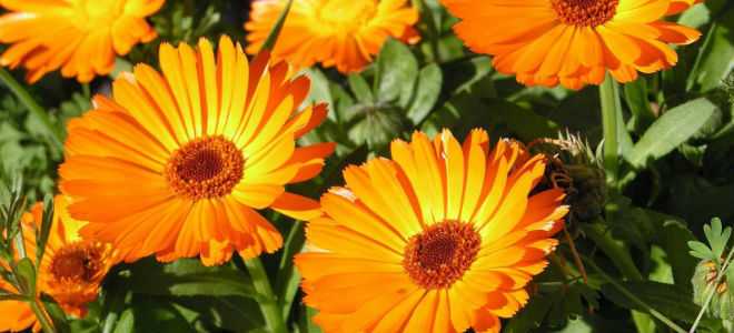 Календула, ее целебные качества и противопоказания при панкреатите