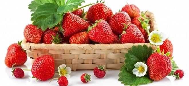 Можно ли есть клубнику и землянику при панкреатите