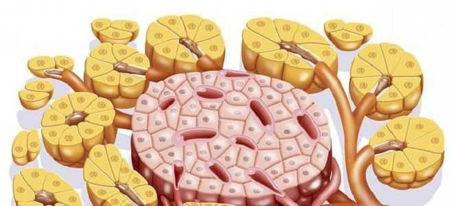 Функции и патология островков Лангерганса: сбой выделяемых гормонов