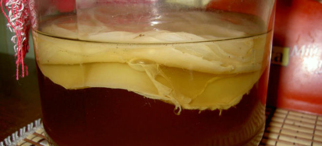 Можно ли пить настой чайного гриба при панкреатите