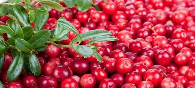 Можно ли есть клюкву и бруснику при панкреатите?