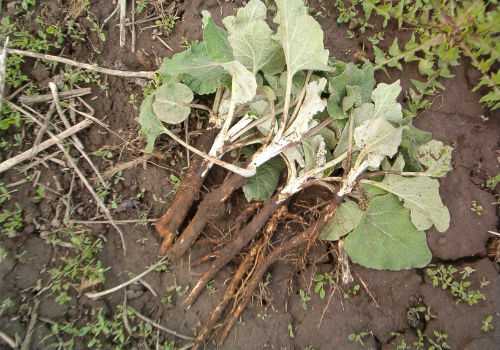 корни растения