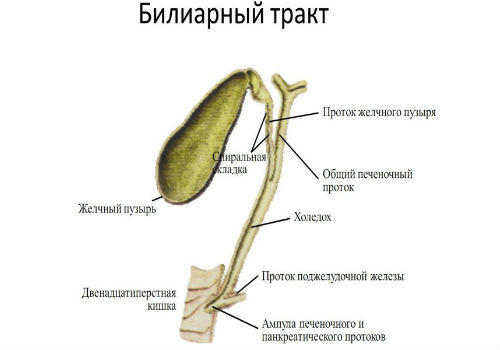 билиарный тракт